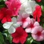 Seminte profesionale Vinca hybrida  - imagine 48806